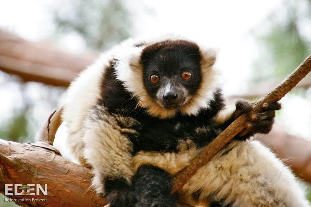 Lemur auf Baum